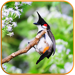 Icon image Birds Calls Sounds - Relaxing