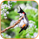 Birds Calls Sounds - Relaxing - Androidアプリ