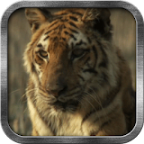 Wild Tiger Live Wallpaper icon
