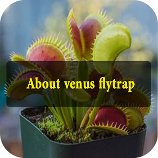 about venu flytrap