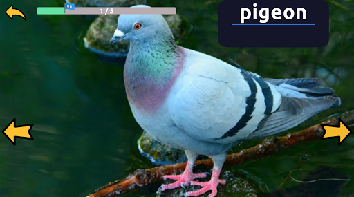 Learn Animals English Words Screen 2