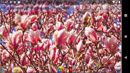 Magnolia HD Flower Wallpapers and Backgrounds