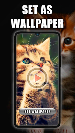 Android application Kittens Live Wallpaper screenshort