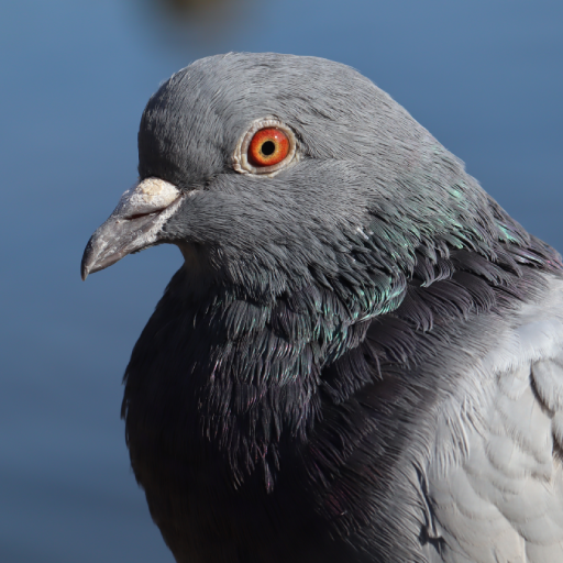 Әйелі күйеуін сорып алған видео