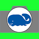 Whales Live Wallpaper icon