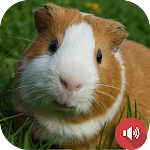 Cover Image of ダウンロード Guinea Pig Sounds  APK