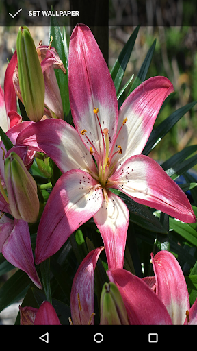Android application Lily Wallpapers screenshort