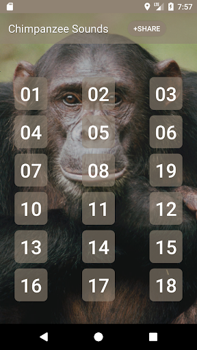 Android application Chimpanzee Sounds screenshort