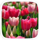 Tulip Flowers Theme icon