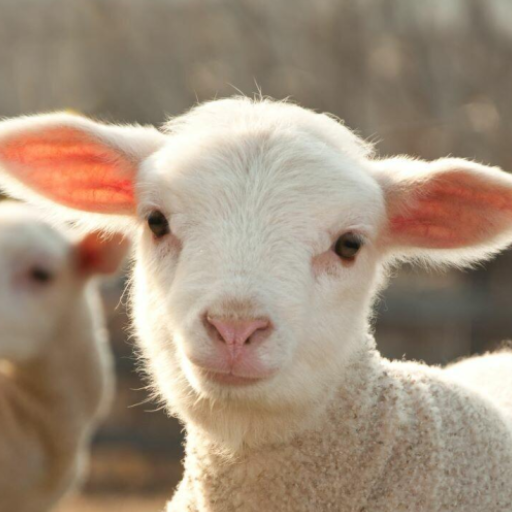 Sheep sounds logo