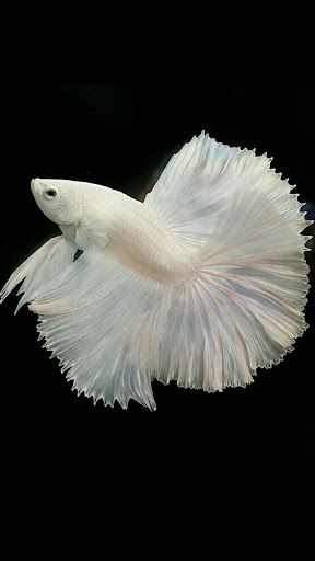 Betta Fish Wallpaper Screen 3