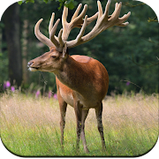 Deer Wallpapers 4K  Icon