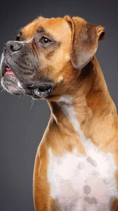 Boxer (dog) Wallpaper