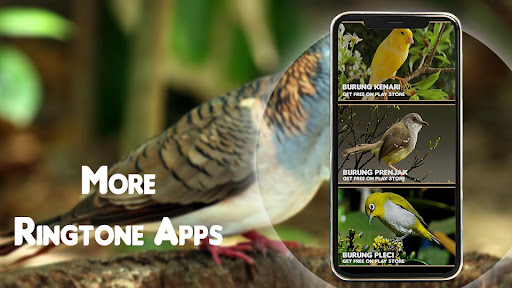 Suara Burung Tekukur Pikat