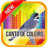 Canto De Coleiro TuiTui 2017 icon