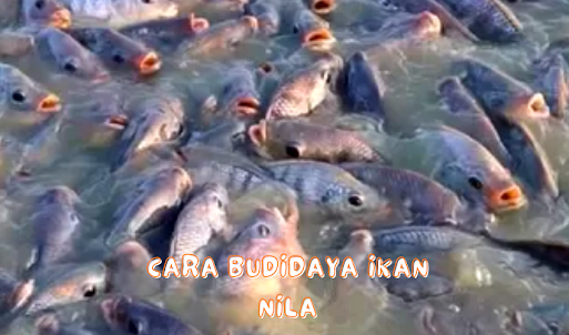 Budidaya Ikan Nila