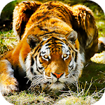 Cover Image of ダウンロード Tiger Live Wallpaper 16.0 APK