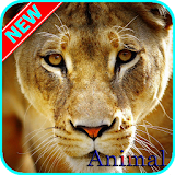 HD Wild Animal Wallpapers icon