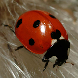 Ladybug - Live Wallpaper icon