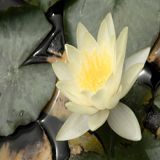 Meditation Music - AppWisp.com