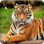 Cover Image of Télécharger Tiger Wallpapers Offline 1.6 APK