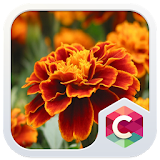 Orange Flower CLauncher Theme icon