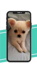 Puppy Wallpaper - Cute Puppies