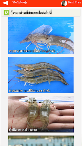Shrimp-dis
