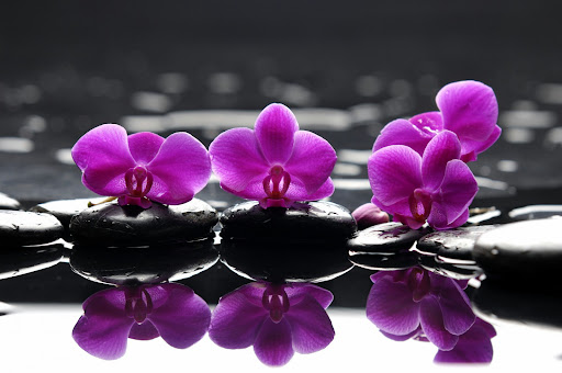 Android application Orchid Wallpaper HD screenshort
