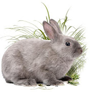 Top 20 Books & Reference Apps Like Rabbit Farming - Best Alternatives