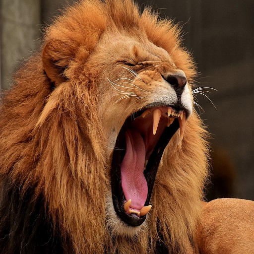 Lion Loud Roar Sounds - intense lion roaring sounds