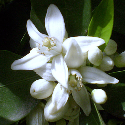 Florida Wildflowers logo