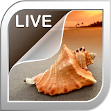 Sea Shells Live Wallpaper icon