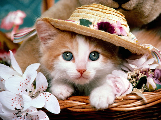 Android application Cute Cat Wallpaper HD screenshort