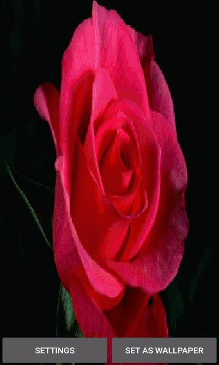 Red Rose Blooming LWP - 3 - (Android)