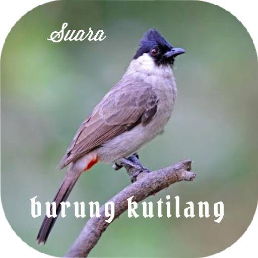 Suara burung kutilang logo