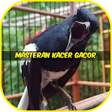 Masteran Kacer Gacor icon