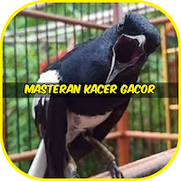 Masteran Kacer Gacor