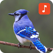 Blue jay bird sounds