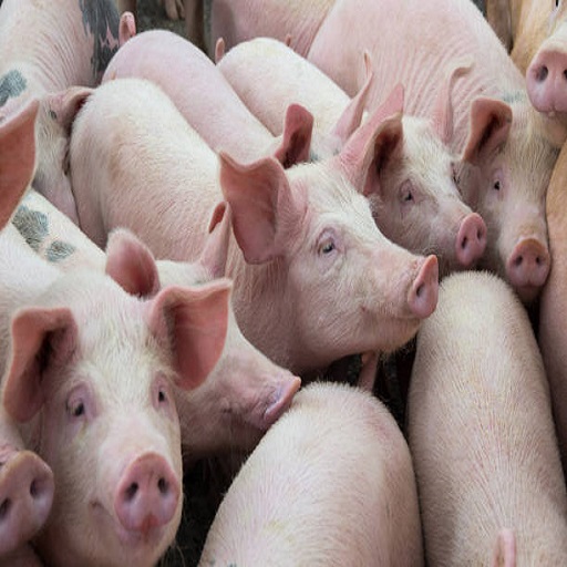 Swine Diet Formulation logo