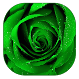 Green Rose Live Wallpaper icon