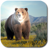 Bear Simulator 3D icon