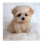 Cover Image of Tải xuống Cute dogs wallpaper ultra 4k HD for phones 2 APK