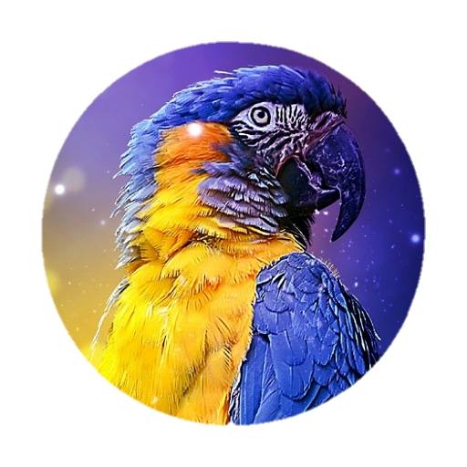 Teaching Macaw parrot to speak