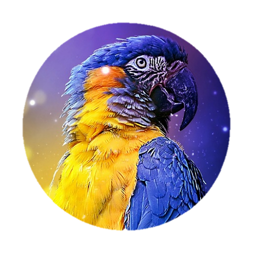 Teaching Macaw Parrot To Speak Google Play 應用程式
