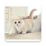 Very Cute Cats icon
