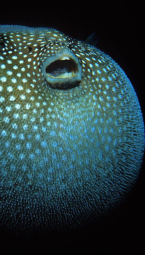 Puffer Blow Fish HD Wallpapers