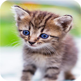 صور قطط كيوت 2017 icon