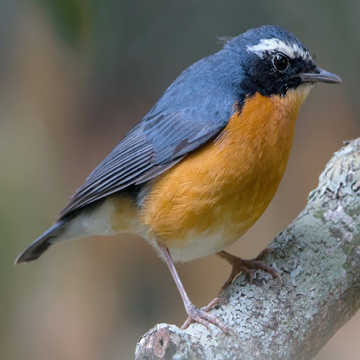 Robin Bird Sounds Screen 2