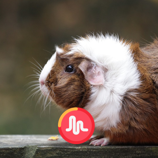 Guinea Pig Sounds 24 Hours logo